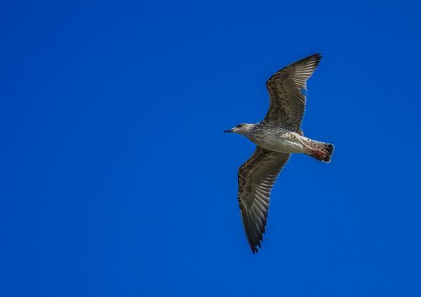 White and Grey Bird Flying during Day Time