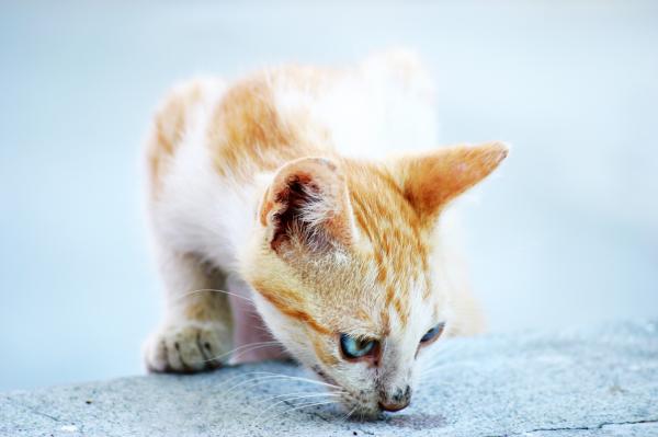 White and orange cat