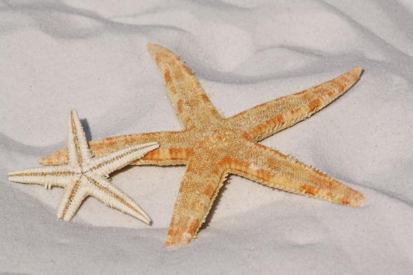 White and Orange Star Fish Side by Side at the Sand