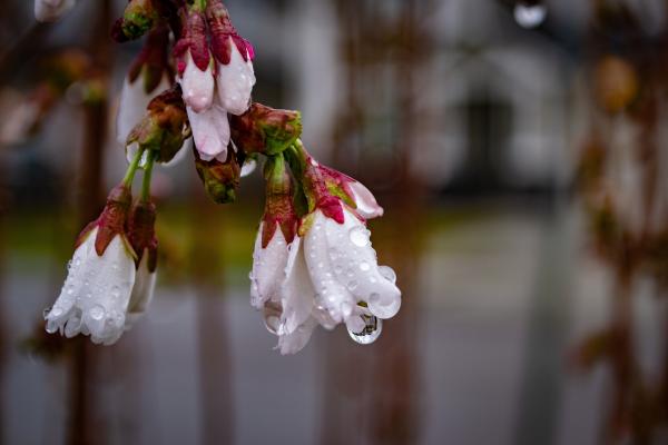 White and pink flowers with dew drops