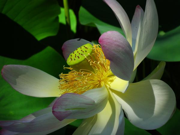 White and Purple Flower
