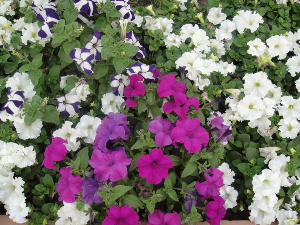 White and Purple Flowers