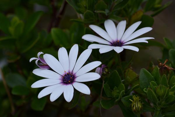 White and Purple Multi Petaled Flower