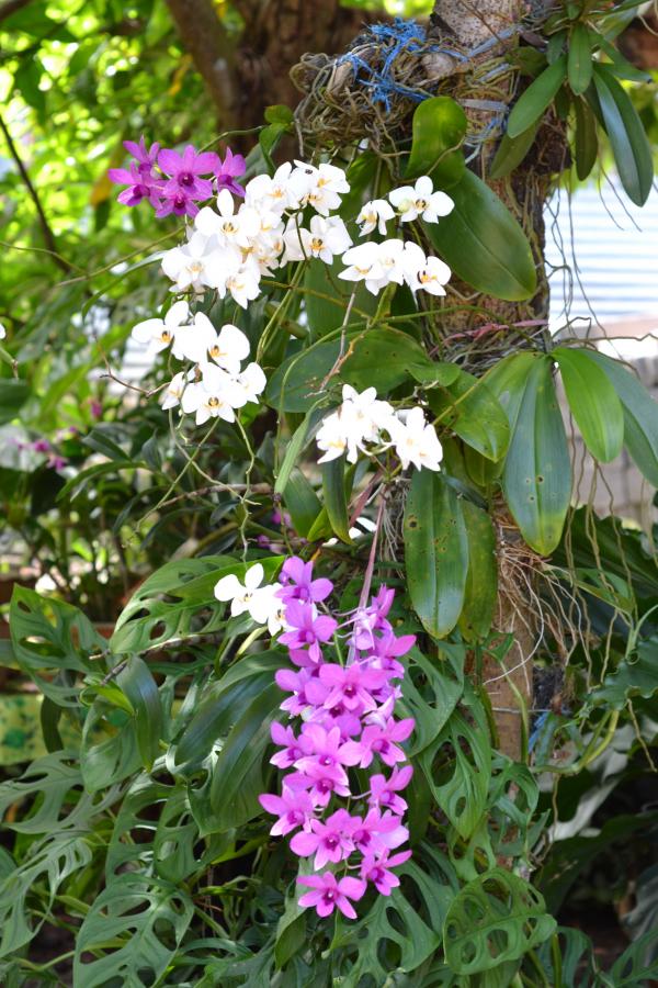 White and purple orchid