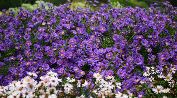 White and Purple Petaled Flowers at Daytime