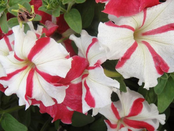White and Red Flowers