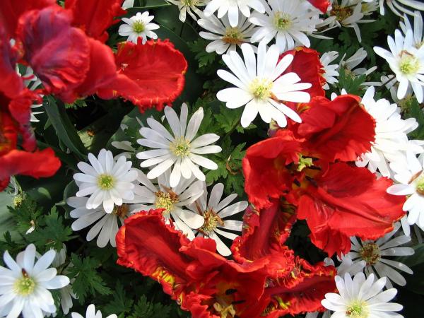 White and red flowers