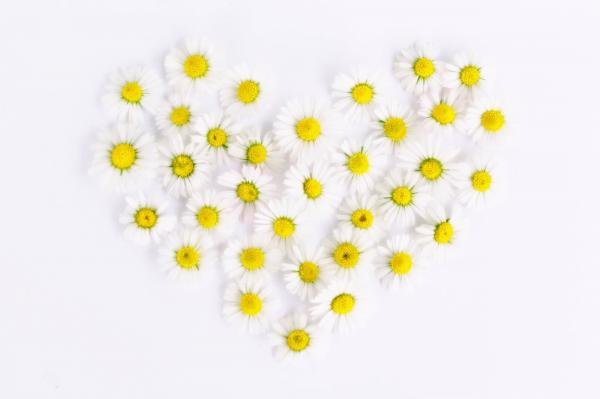 White and Yellow Flowers in Heart Form