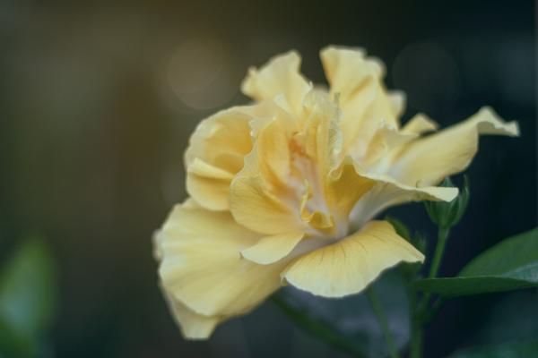 White and Yellow Petaled Flower