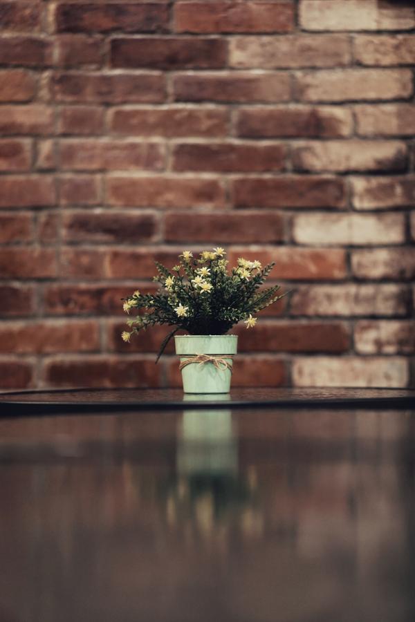 White Aster Flower in a Vase