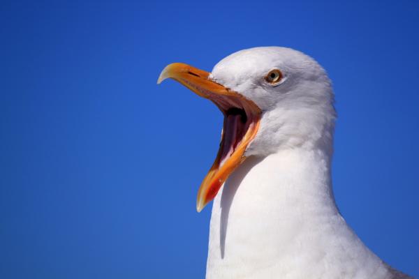 White Bird