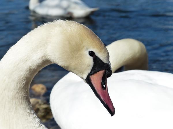 White Black and Red Goose during Daytime