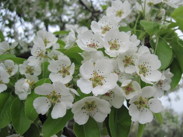 White blossoms