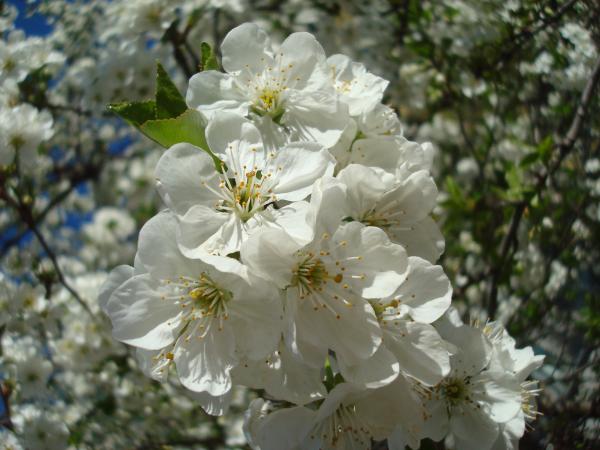 White blossoms
