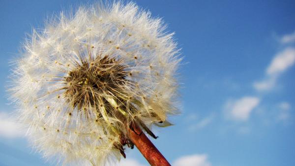 White Blow Flower Under Sunny Blue Skies