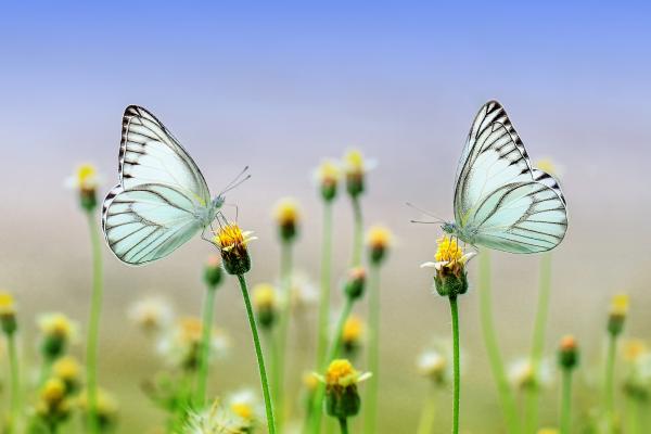 White butterfly on a flower