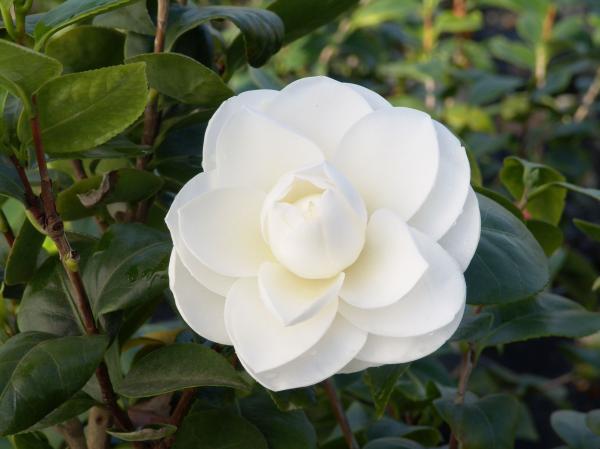 White camellia's