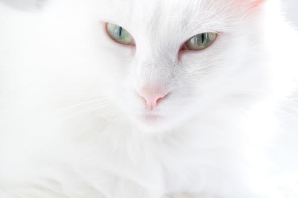 White Cat
