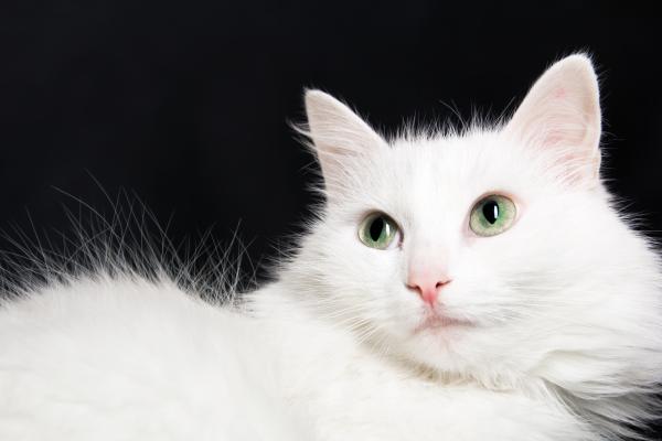 White cat