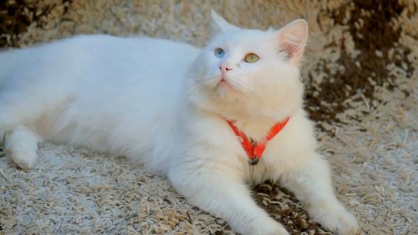 White cat