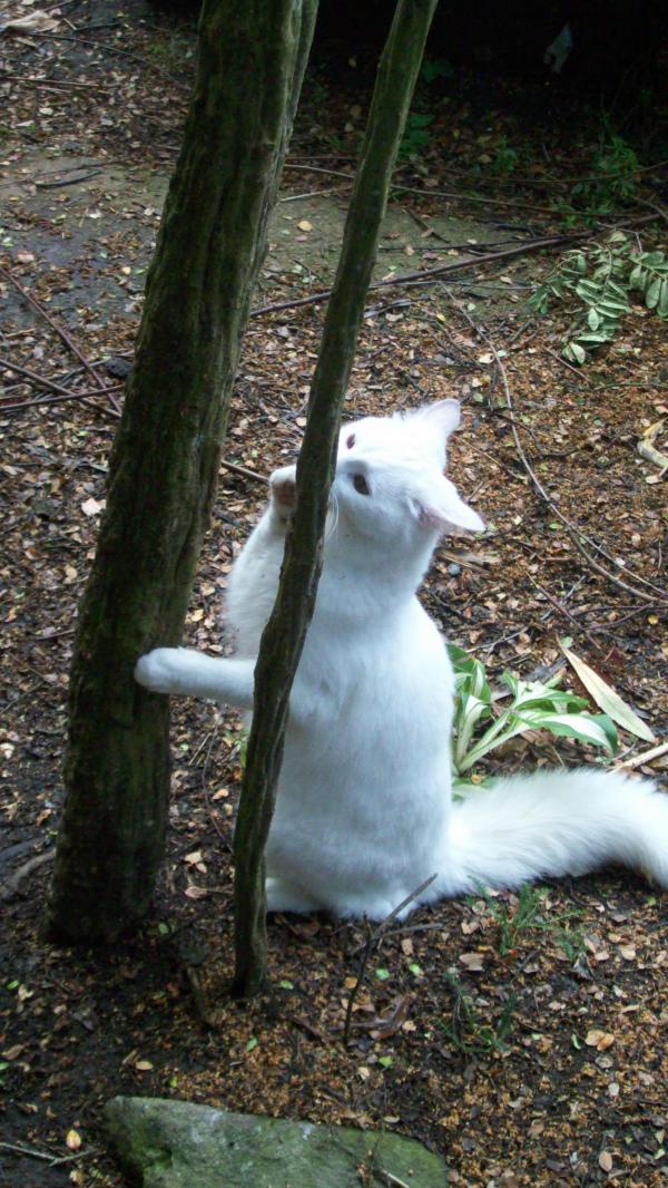 White Cat at Play