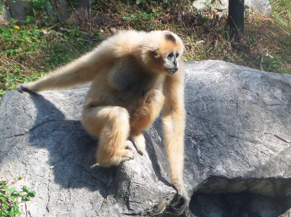 White-cheeked gibbon