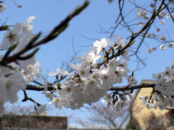 White cherry blossom flowers