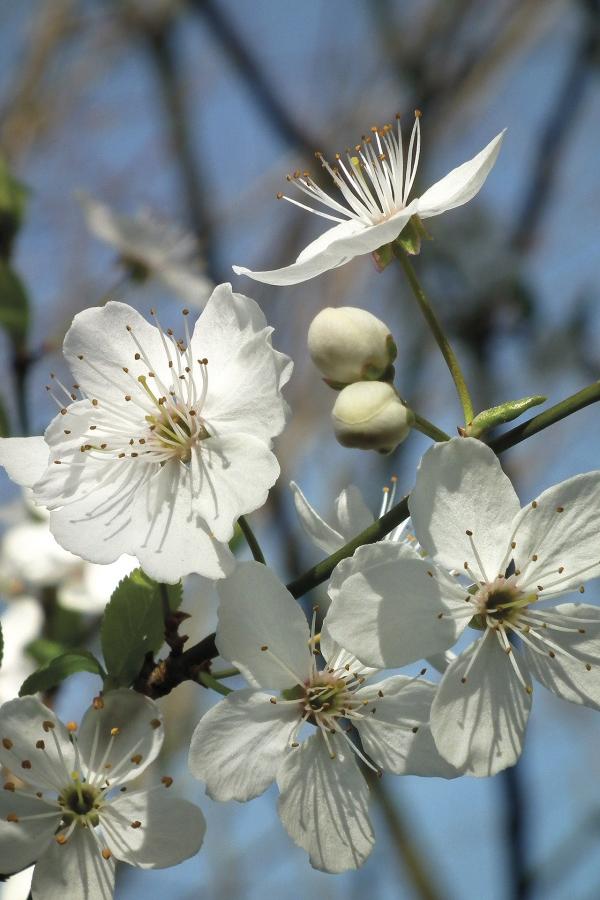 White Cherry Blossom