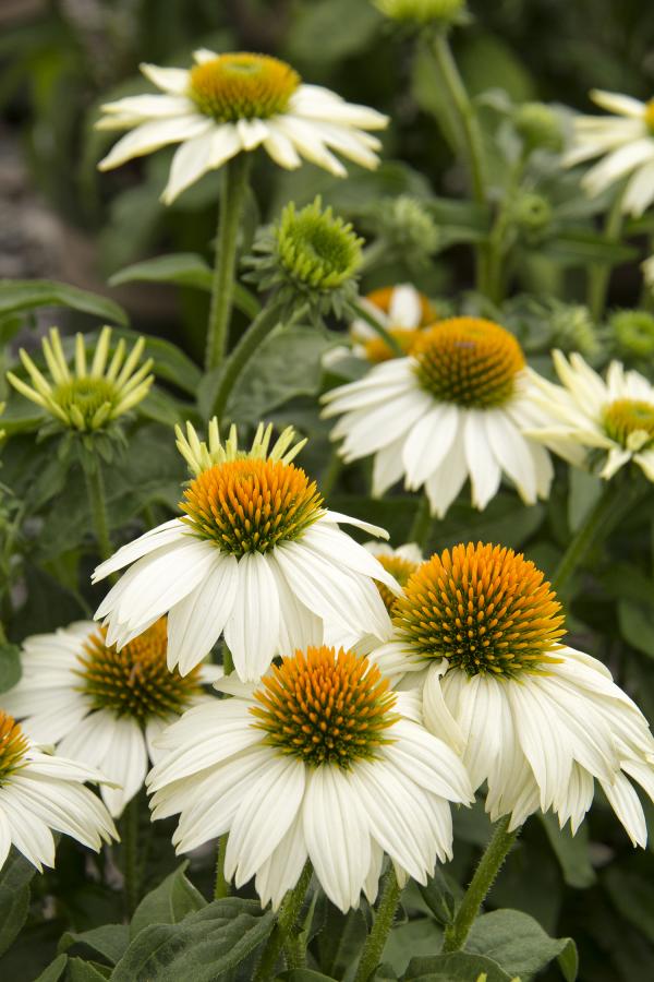 White Coneflower