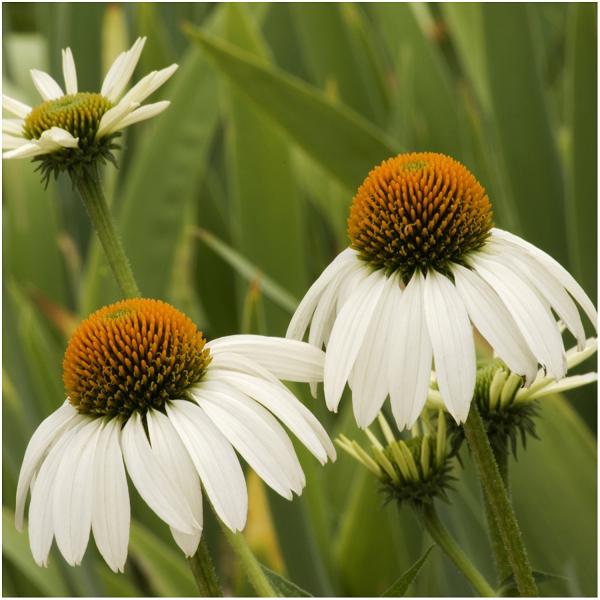 White Coneflower