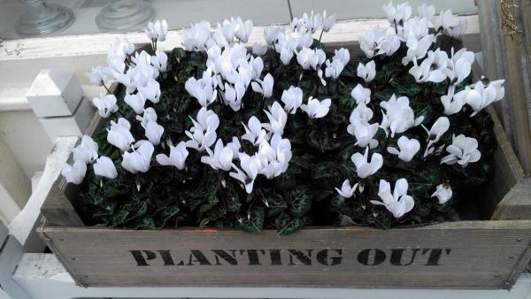 White cyclamen