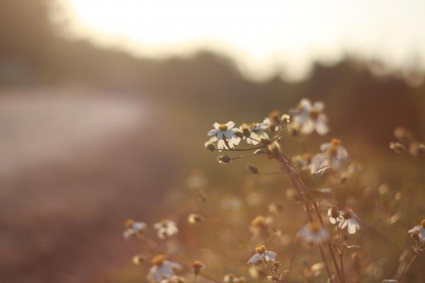 White Daisy Fleabane Close Up Photography