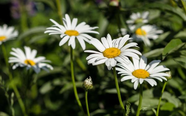 White Daisy Flower