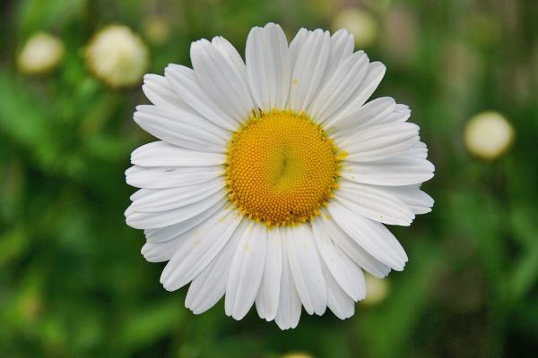 White Daisy Flower in Focus Photography