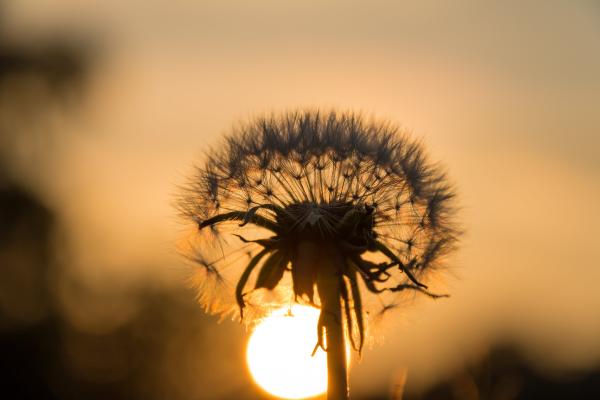 White Dandelion Flower