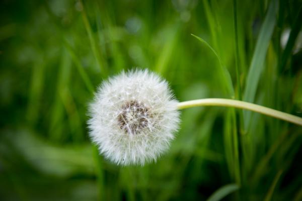 White Dandelion in Shallow Focus Photography
