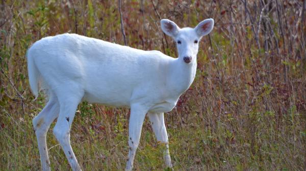 White deer