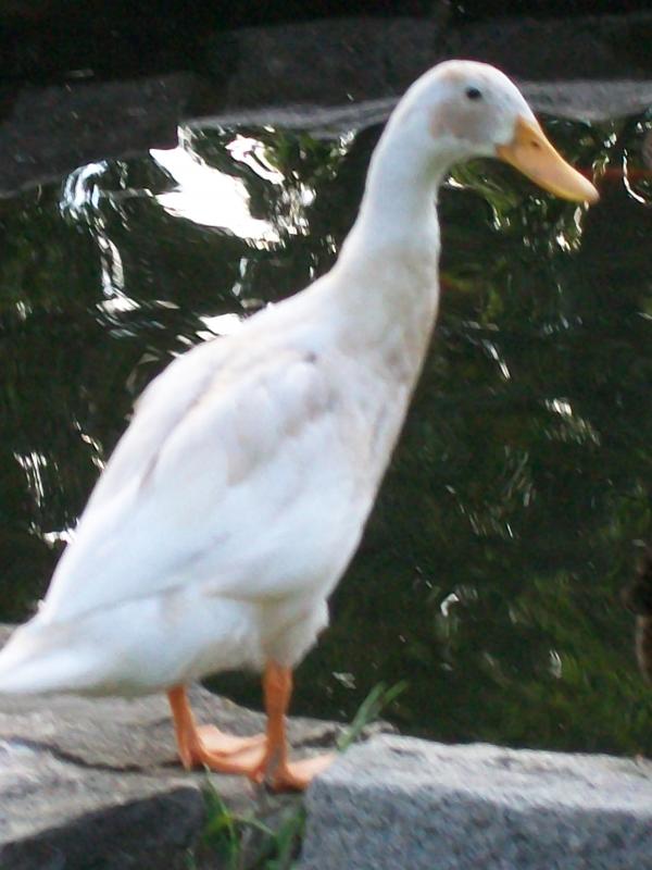 White duck