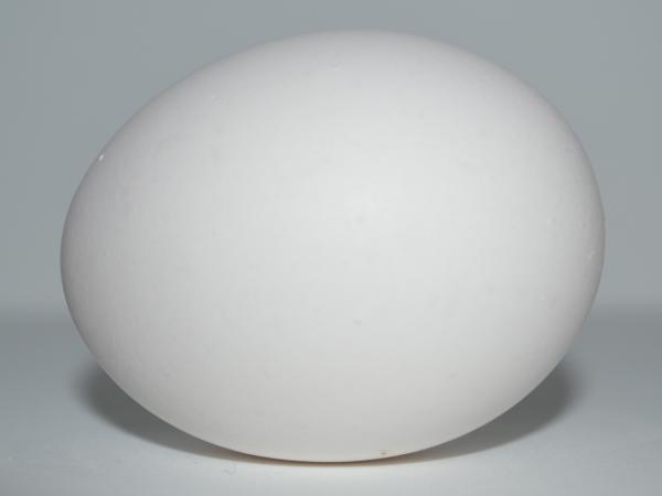 White Egg