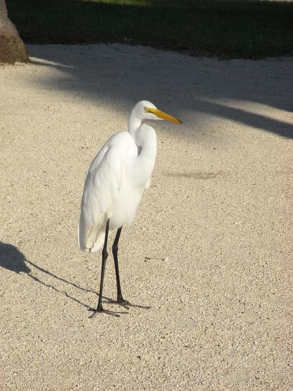White egret
