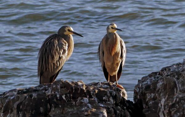 White faced heron. (Egretta novaehollandiae)