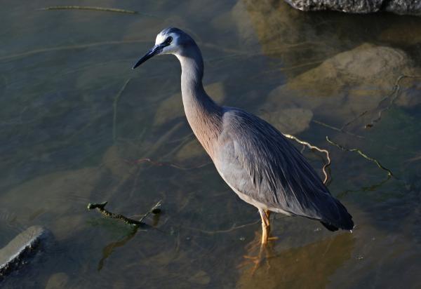 White faced heron.