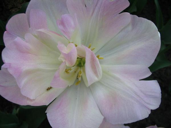 White flower