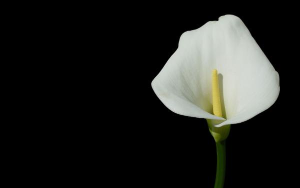 White Flower