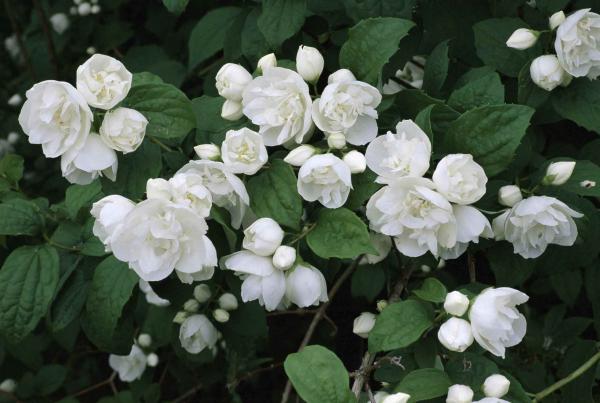 White Flowered Bush