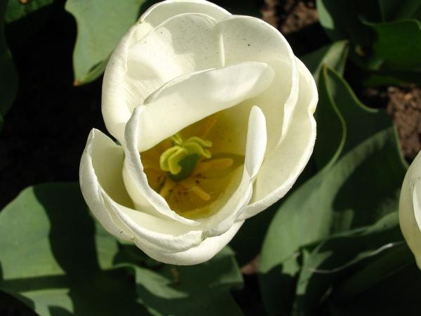 White flower