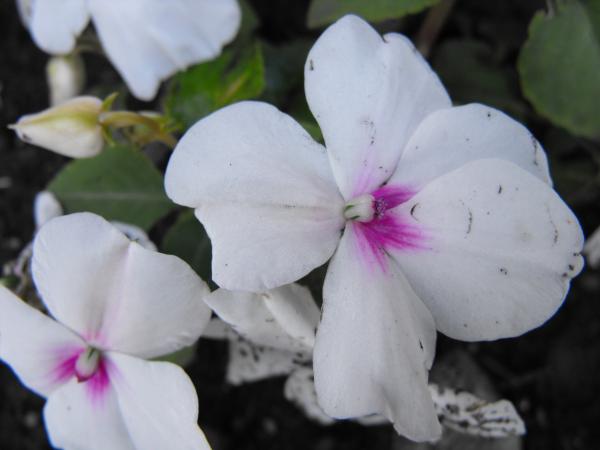 White Flower