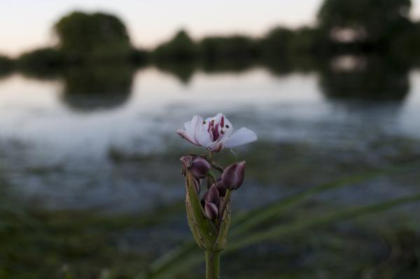 White Flower