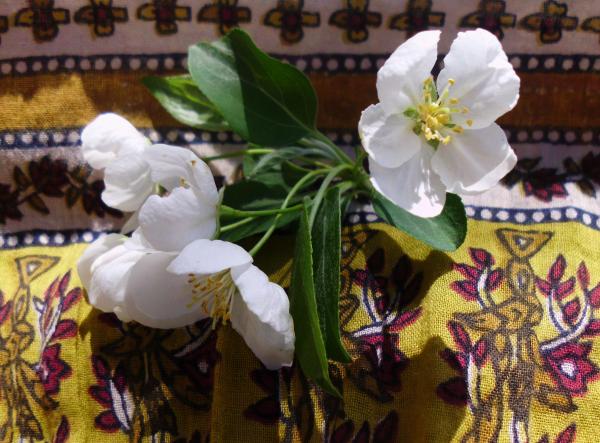 White Flower