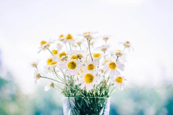 White Flower